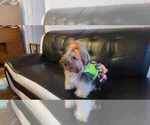 Small Photo #1 Yorkshire Terrier Puppy For Sale in BONNERDALE, AR, USA