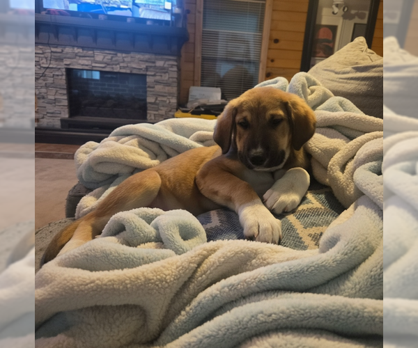 Medium Photo #2 Anatolian Pyrenees Puppy For Sale in MIDWAY, UT, USA