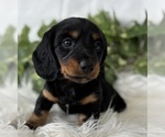 Small #2 Dachshund