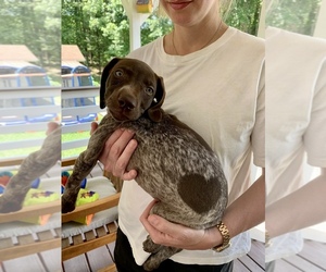 German Shorthaired Pointer Puppy for sale in ROCK HILL, SC, USA