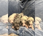 Small Photo #6 Chiweenie Puppy For Sale in BURLINGTON TOWNSHIP, PA, USA