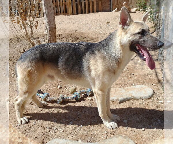Medium Photo #7 German Shepherd Dog Puppy For Sale in Apple Valley, CA, USA