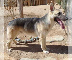 Dougie - - Male German Shepherd Dog Dog for Adoption - Photo #7