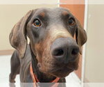Small #7 Doberman Pinscher
