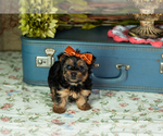 Small #1 Yorkshire Terrier