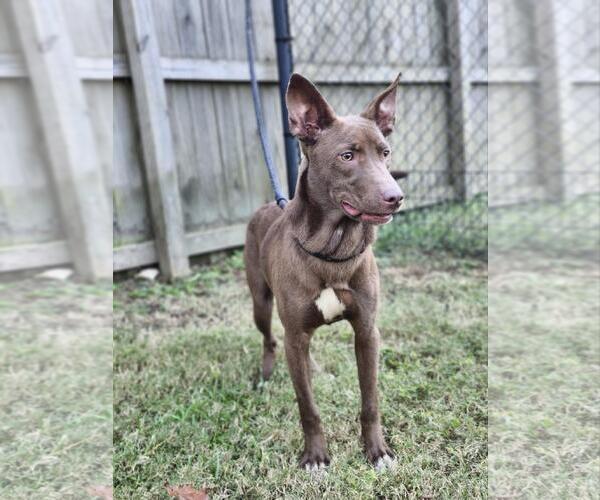 Medium Photo #5 Australian Kelpie-Unknown Mix Puppy For Sale in Westminster, MD, USA