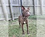 Small #4 Australian Kelpie Mix
