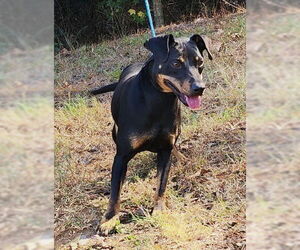 Mutt Dogs for adoption in Wetumpka, AL, USA