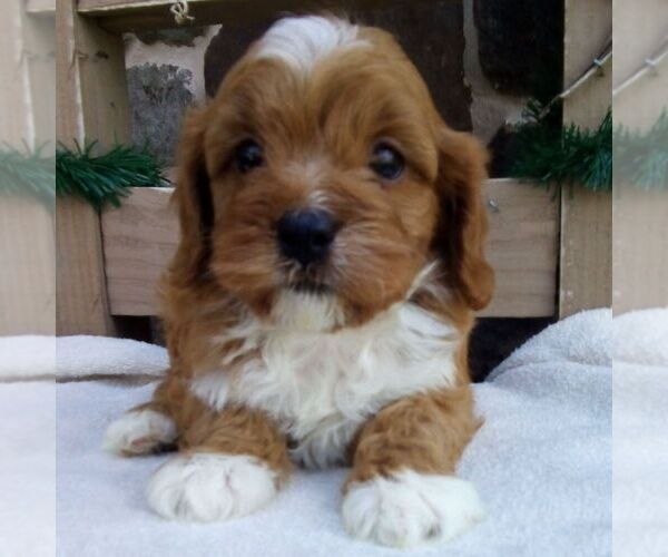 Medium Photo #3 Cavapoo (Miniature) Puppy For Sale in GORDONVILLE, PA, USA