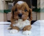 Small #2 Cavapoo (Miniature)