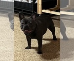 Small Photo #1 French Bulldog Puppy For Sale in CAMERON, OK, USA