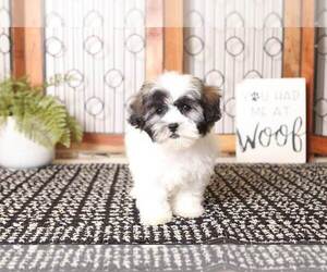 Zuchon Puppy for sale in NAPLES, FL, USA