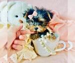 Small #5 Yorkshire Terrier