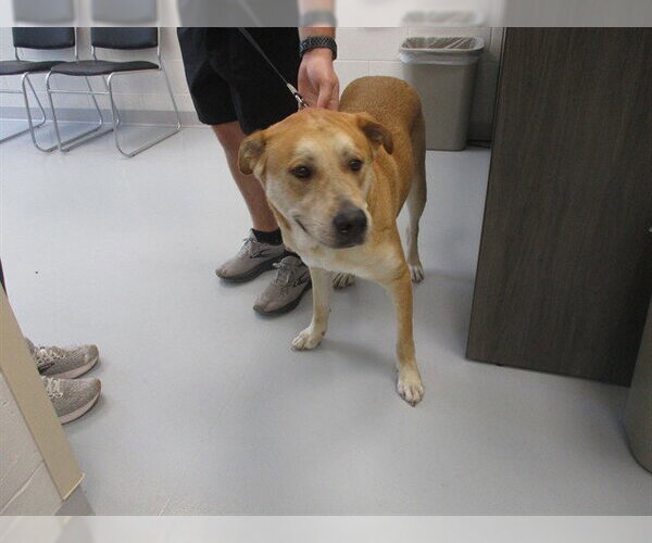 Medium Photo #1 Labrador Retriever-Unknown Mix Puppy For Sale in Ocala, FL, USA