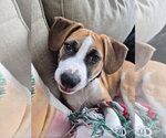 Small Mutt
