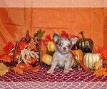 Small Photo #5 Chihuahua Puppy For Sale in CHARLESTON, AR, USA