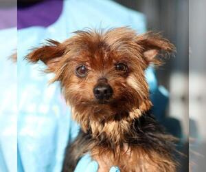Mutt Dogs for adoption in San Antonio, TX, USA