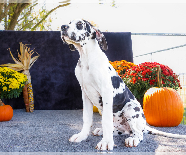 Medium Photo #8 Great Dane Puppy For Sale in WAKARUSA, IN, USA