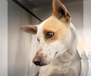 Chihuahua-Unknown Mix Dogs for adoption in San Antonio, TX, USA