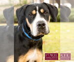 Small #10 Greater Swiss Mountain Dog