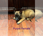 Small Photo #5 Belgian Malinois Puppy For Sale in HOUSTON, TX, USA