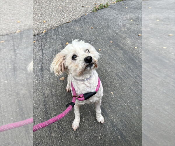 Medium Photo #3 Maltese Puppy For Sale in Salinas, CA, USA