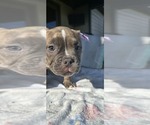 Puppy Puppy 2 American Bully-Unknown Mix