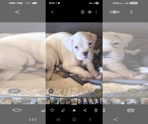 Medium Photo #7 Boxer Puppy For Sale in SAPULPA, OK, USA