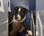 Small American Mastiff-American Pit Bull Terrier Mix