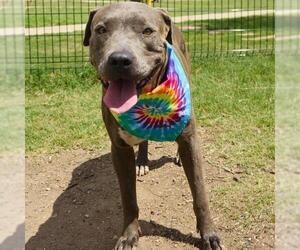 American Staffordshire Terrier-Unknown Mix Dogs for adoption in San Antonio, TX, USA