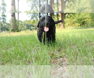 Medium Aussiedoodle