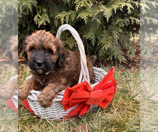 Medium Photo #3 Whoodle (Miniature) Puppy For Sale in MIDDLEBURY, IN, USA