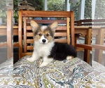 Bambi - Female Pembroke Welsh Corgi Puppy for Sale - Photo #7