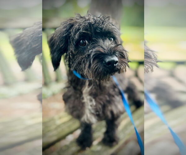 Medium Photo #2 Mutt Puppy For Sale in Pacolet, SC, USA