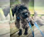 Small #1 Mutt