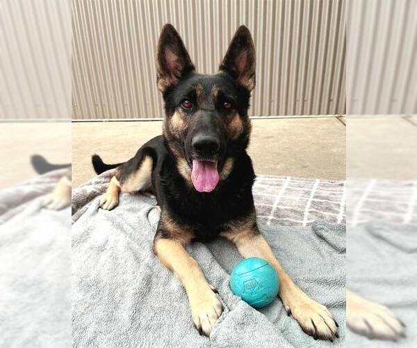 Medium Photo #2 German Shepherd Dog Puppy For Sale in Sacramento, CA, USA
