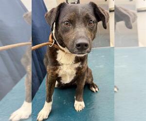Mutt Dogs for adoption in Mobile, AL, USA