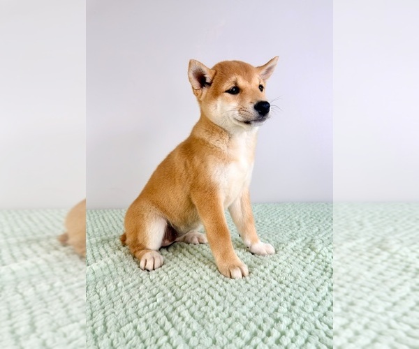 Medium Photo #3 Shiba Inu Puppy For Sale in GREENFIELD, IN, USA