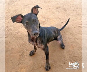 Ranger - Male Labrador Retriever-Unknown Mix Dog for Adoption - Photo #3