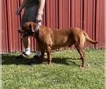 Small Photo #1 Labrador Retriever Puppy For Sale in NEW OXFORD, PA, USA