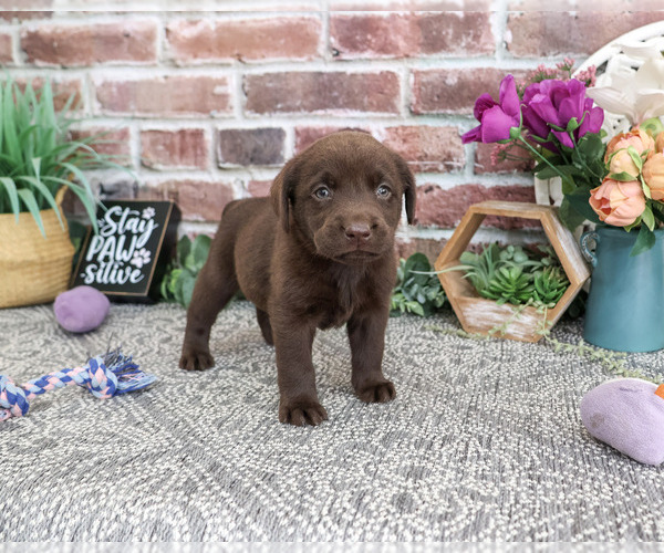 Medium Photo #3 Labrador Retriever Puppy For Sale in SYRACUSE, IN, USA