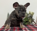 Small Photo #25 French Bulldog Puppy For Sale in GOSHEN, IN, USA
