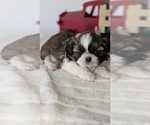 Small Photo #19 Shih Tzu Puppy For Sale in GOSHEN, IN, USA