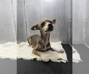Chihuahua-Unknown Mix Dogs for adoption in San Antonio, TX, USA