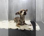 Small Chihuahua Mix
