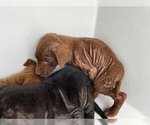 Labrador Retriever-Unknown Mix Dogs for adoption in Houston, TX, USA