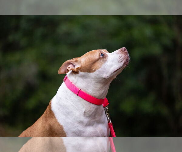 Medium Photo #8 American Staffordshire Terrier-Unknown Mix Puppy For Sale in Holly Springs, NC, USA