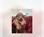 Small Photo #14 Goldendoodle Puppy For Sale in NEW YORK, NY, USA