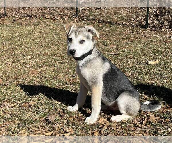 Medium Photo #3 Mutt Puppy For Sale in Candler, NC, USA