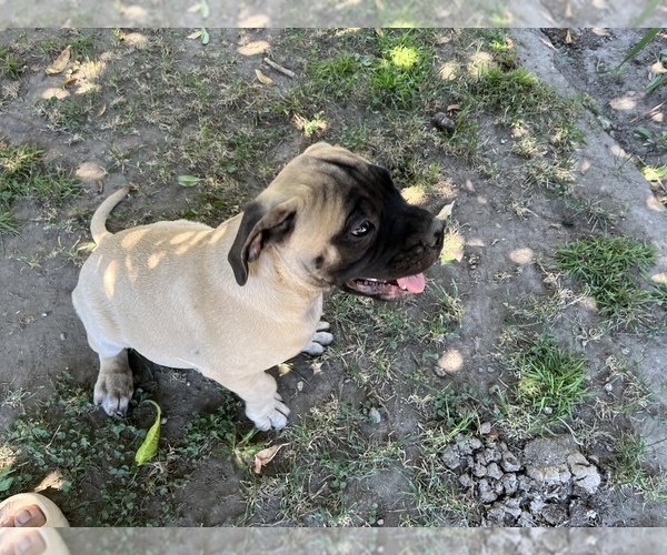 Medium Photo #69 Bullmastiff Puppy For Sale in LOS ANGELES, CA, USA